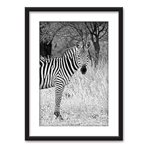 Framed Wall Art - A Zebra in Black White - Black Picture Frames White Matting - 23x31 inches