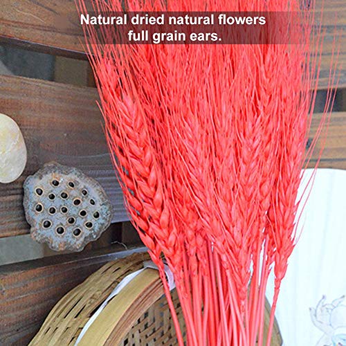 Natural Dried Natural Wheat Sheaves,Wheat Stalk Bundle Decorative Wheat Bouquet for Flower Arranging Photograph Props Wedding Decoration - Thumbnail 2