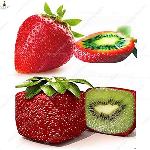 Pinkdose 500 Piezas de Plantas de Fresas de Fresas de Kiwi de ...