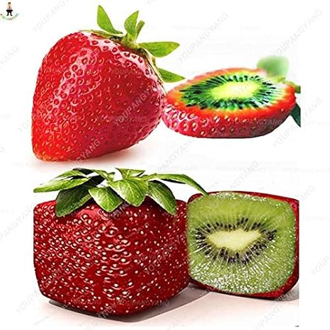 Pinkdose 500 Piezas de Plantas de Fresas de Fresas de Kiwi de ...