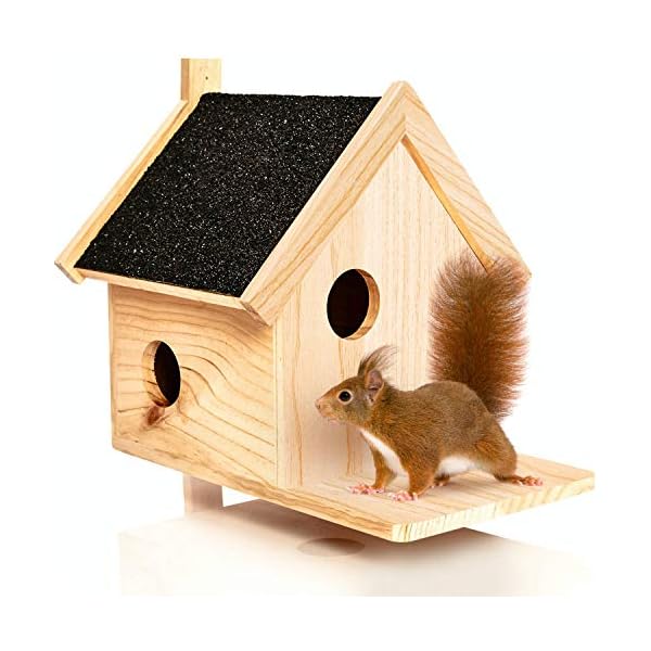 Eichhörnchen Archive KatzeHundTier Shop