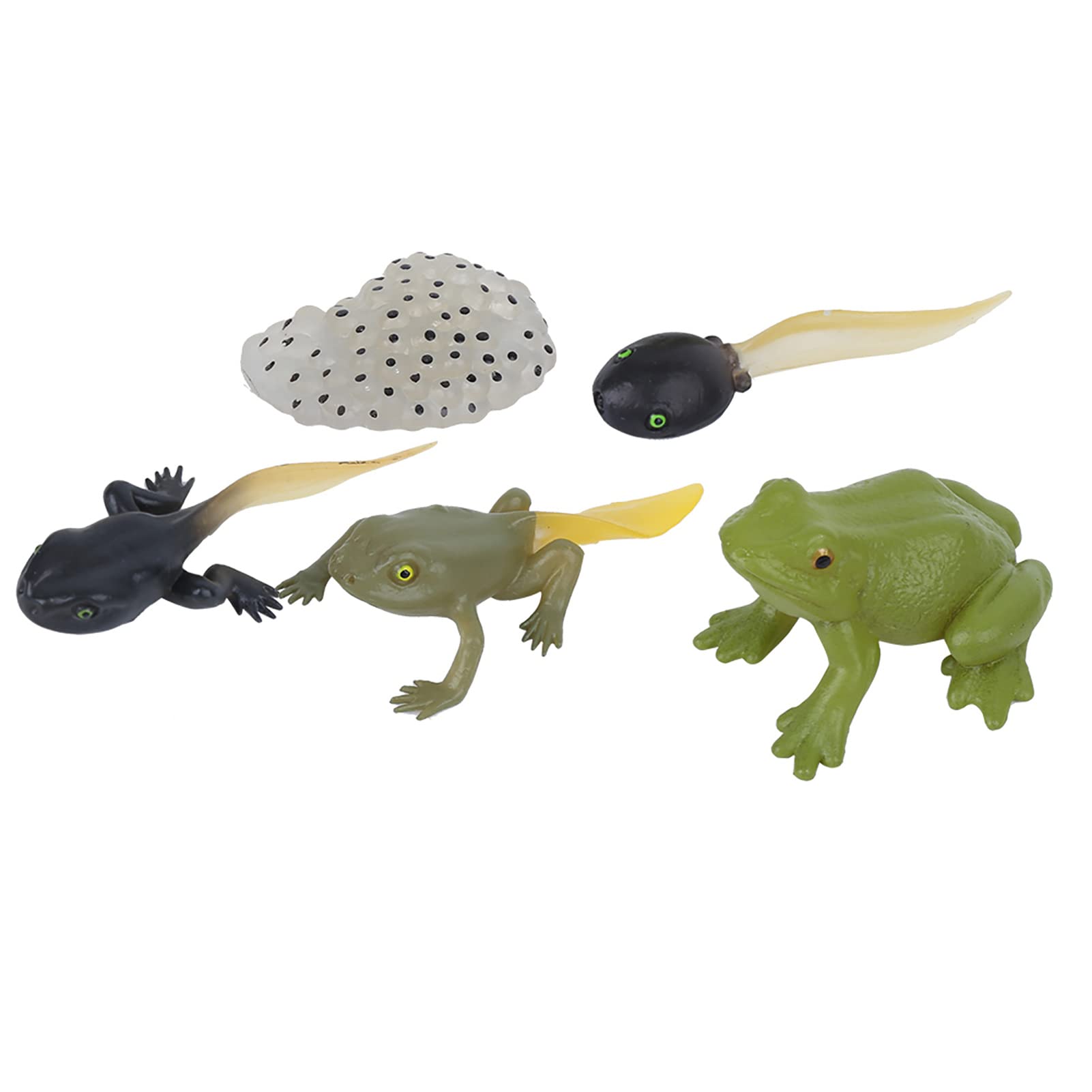 RiToEasysports Tadpole Frog Toy Kit, Ranidae Growth Cycle Model Children Miniature Simulation Animal for Early Education Aids Teaching Statue Toy