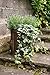 American Plant Exchange Easy Care English Ivy California Trailing Vine Live Plant, 6