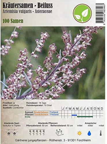 Herb Seeds - Beifuss / Artemisia vulgaris 100 seeds