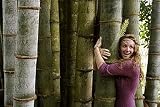 40pcs/bag bamboo seeds rare giant black moso bamboo bambu seeds professional pack Bambusa Lako tree seeds for home garden