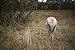 Montana Decoy Elk Rump Hunting Decoy