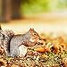 Squirrels 2019 16 Month Wall Calendar 12 x 12 Inches