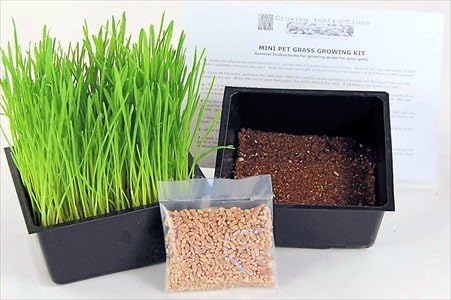 Mini Organic Pet Grass Kit - Grow Wheatgrass for Pets: Dog, Cat, Bird, Rabbit, More - Includes Trays, Soil, Wheat Grass Seeds, Instructions by Wheatgrass Kits