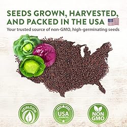 7 Cabbage Seeds for Planting - 2000+ Heirloom
