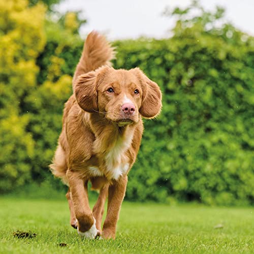 BEAPHAR VITAMINS DOG TOP 10 VITAMINS 180 TABLETS