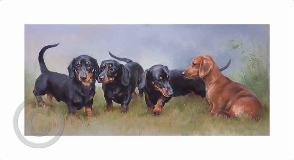Miniature Smooth Haired Dachshunds By Jacqueline Stanhope A