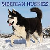 Siberian Huskies 2020 12 x 12 Inch Monthly Square Wall Calendar with Foil Stamped Cover, Animal Dog by 