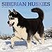 Siberian Huskies 2020 12 x 12 Inch Monthly Square Wall Calendar with Foil Stamped Cover, Animal Dog by 