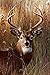 RunFar DIY 5D Diamond Painting Embroidery Cross Stitch Craft Diamond Painting by Number Kits,Sika Deer Pattern,Home Decor Gift 30x40cm