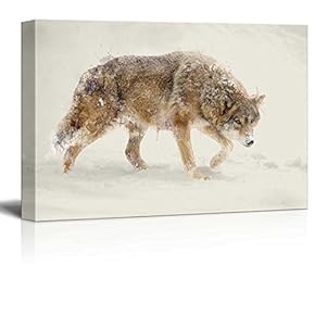 Wolf Walking in The Snow