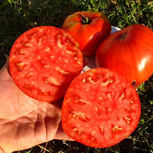 Seeds Red Beefsteak Tomato Ukrainskyy Hihant-Ukrainian Giant Organic Heirloom