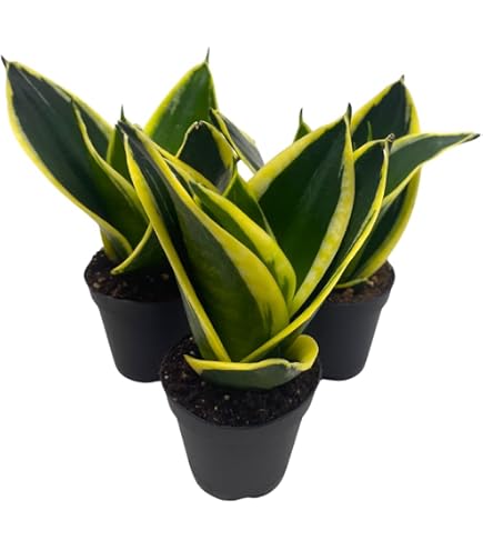 Amazon.com : Sansevieria Snake Plants, Live Indoor Plant (Gold Flame, 8  inch) : Patio, Lawn & Garden