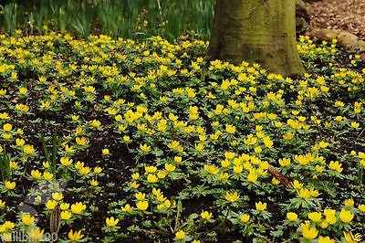 Image result for winter aconite
