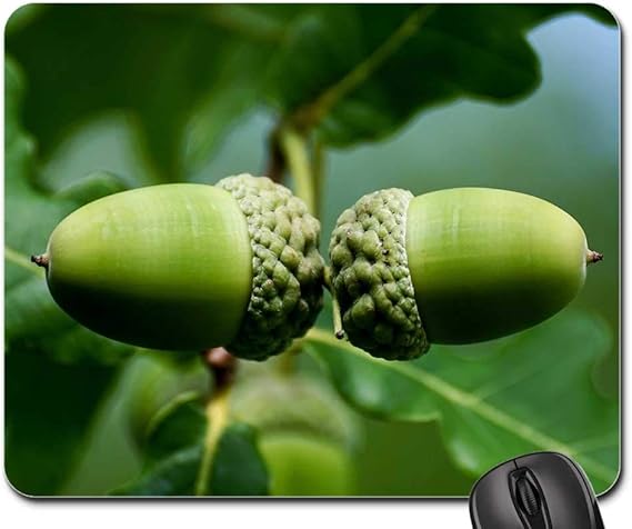 Fruit Tree Genus - Averrhoa bilimbi is a fruit-bearing tree of the genus ... : Fruit trees, including stone fruits, are perennial plants, have a deep root, and remain for several table 2.1.
