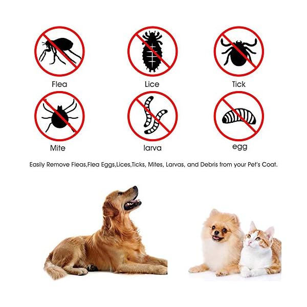 HouChanges 3Pcs Tick Remover Tool,Painlessly Tick for Dogs Cats and Humans Pets Green