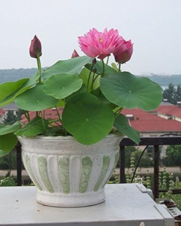 SPHTOEO Hydroponic Aquatic Plant Flowers Seeds (Pink, 20 Pieces)