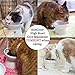 Cat Bowl with Stand - Suitable Eating Height for Pets – Easy Cleaning for You – Eco-Friendly, Raised Food Bowl – Stress-Free Meal time for Your Cats - Stoneware Feeding Station