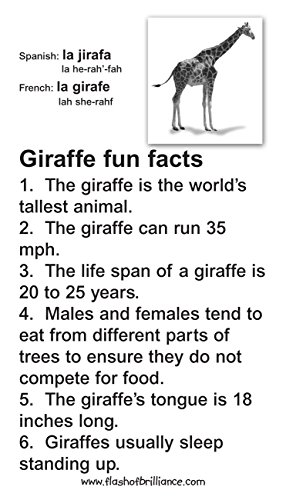 Animal Flash Cards with Fun Facts with Spanish and French Translations for each Animal By Flash of Brilliance