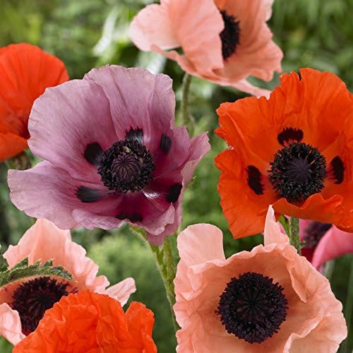 Hardy Oriental Poppy Plant Pack of 5 Outdoor Plants Flowers 