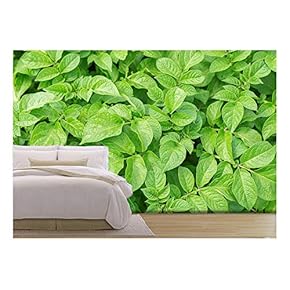 Green Leafs of Potatoes as Background - Removable Wall Mural | Self-Adhesive Large Wallpaper - 66x96 inches