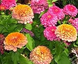 Mix Zinnia 100Pcs Seeds Flowers Home Garden Decor