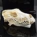 dog Skull Taxidermy supplies art bone vet medicine 1:1