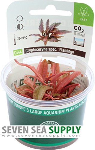 Dennerle Plant It Invitro Live Aquarium Plant - Cryptocoryne spec. Flamingo