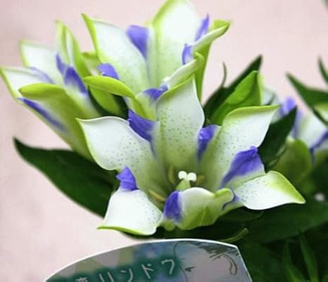 Amazon リンドウ鉢植え 白寿 クロスリースタイル 観葉植物