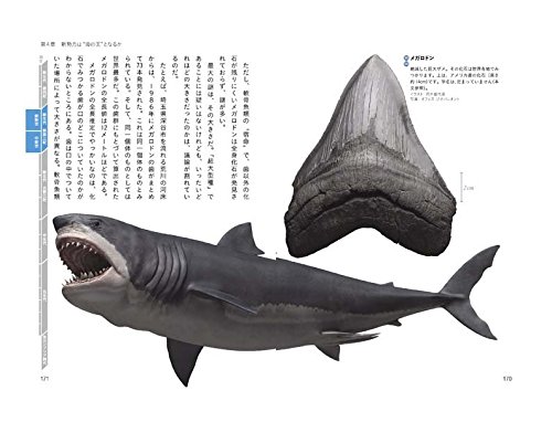 海洋生命５億年史 サメ帝国の逆襲 健 土屋 源吾 田中 武照 冨田 卓哉 小西 嘉寛 田中 本 通販 Amazon