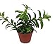 Hirt's Gardens Goldfish Plant - 4" Pot - Blooms Frequently! primary