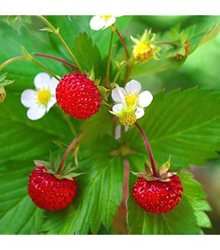 【18点セット】 WILD STRAWBERRY 51laCNB+ABL._AC_UF350,