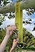 Swing Tie The Original Easy & Fast Swing Hanger Installation to Tree (Set of 2 Tree Hanging Swing Straps)
