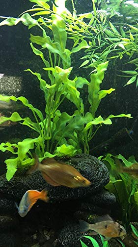 image for Bekith 2 Pack Fish Tank Decoration Aquarium Decor Ornament Plastic Art