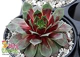 Watermelon Ripple Hens & Chicks -Sempervivum-Indoors/Out -3.5