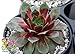 Watermelon Ripple Hens & Chicks -Sempervivum-Indoors/Out -3.5" Pot -Chick Charms