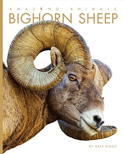 Bighorn Sheep (Amazing Animals): Riggs, Kate: 9781608187515: Amazon.com ...