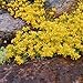 Outsidepride Sedum Acre - 10000 Seeds