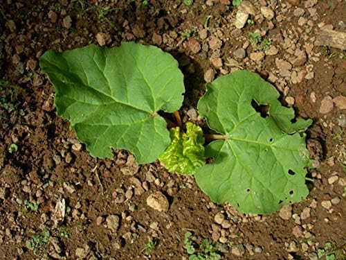 Victoria ruibarbo, Rheum semillas-9-Rhubarb: Amazon.es: Jardín