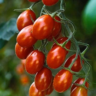 Pomodoro A Grappoli Selezione Datterino F1 Ibrido Nr 50 Semi Amazon It Giardino E Giardinaggio