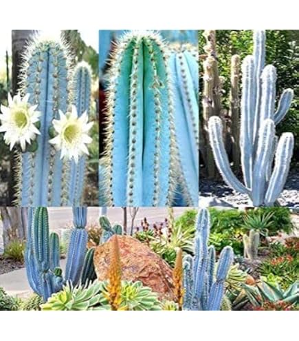 Amazon.com : Big Pack - (200) Pilosocereus Blue Rare Cactus