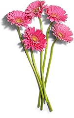 B Fresh Gerbera Daisy 7 Stem, 1 Ea