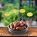Organic Sun Dried Dates - 5oz (Pack of 6) - Kosher and Non-GMO