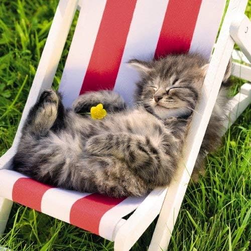 BIRTHDAY CARD BLANK "SLEEPING CAT/KITTEN" 6.25" x 6.25" Q02 39492