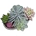 MyGift 7-Inch Assorted Artificial Succulent Plants in Rustic Textured Pulp Pot
