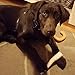 ONE (1) Large sized Elk Antler Chew Bone For Medium to Large Dogs, 7